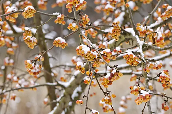 479020 - Cutleaf crab apple (Malus toringoides)