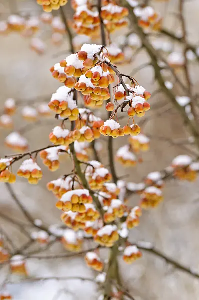 479021 - Cutleaf crab apple (Malus toringoides)