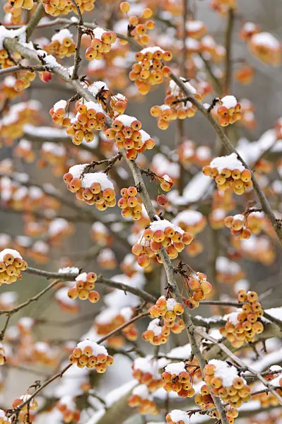 479022 - Cutleaf crab apple (Malus toringoides)