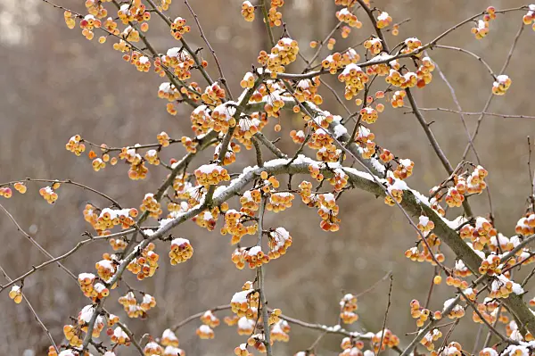 479023 - Cutleaf crab apple (Malus toringoides)