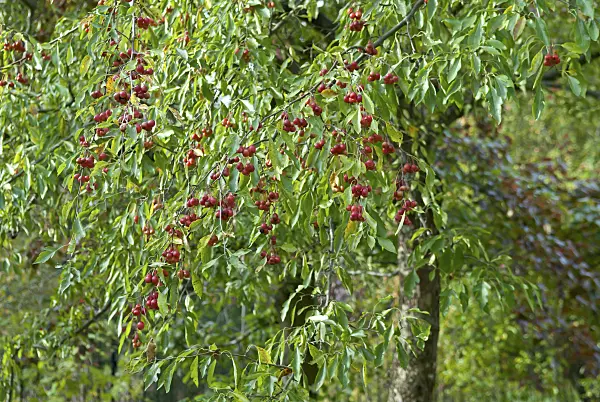 517205 - Cutleaf crab apple (Malus toringoides)