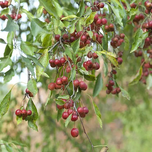 535307 - Cutleaf crab apple (Malus toringoides)