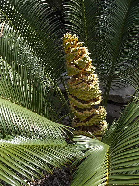 455373 - Cycad (Lepidozamia peroffskyana)