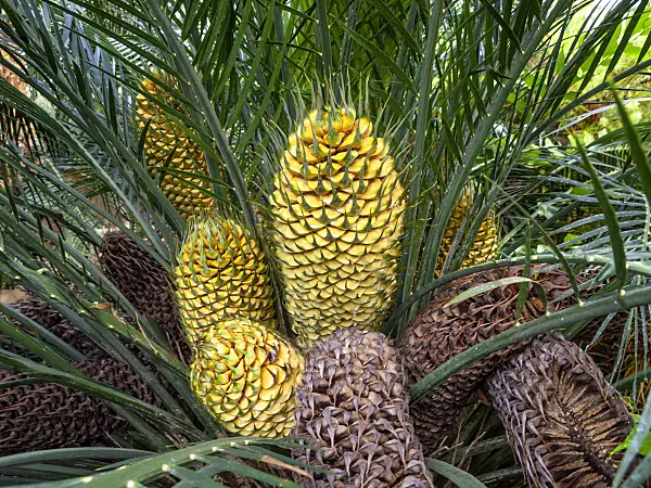 427048 - Cycad (Macrozamia communis) with large yellow and brown cones