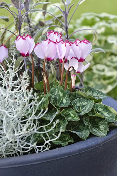 488119 - Cyclamen