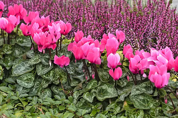 548041 - Cyclamen and common heather (Calluna)