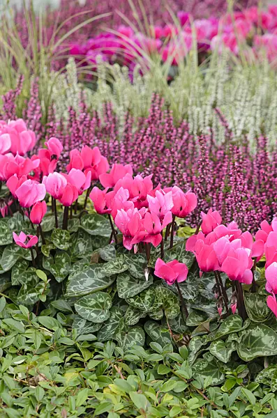 548042 - Cyclamen and common heather (Calluna)