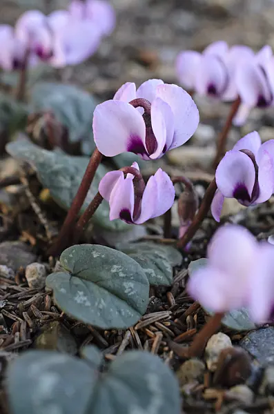 518080 - Cyclamen coum