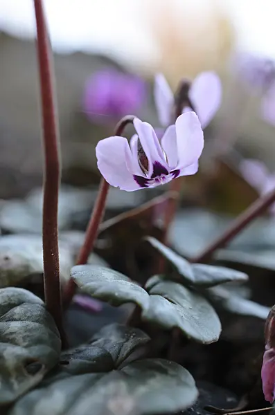 518083 - Cyclamen coum