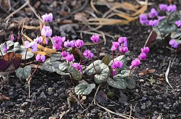 529115 - Cyclamen coum