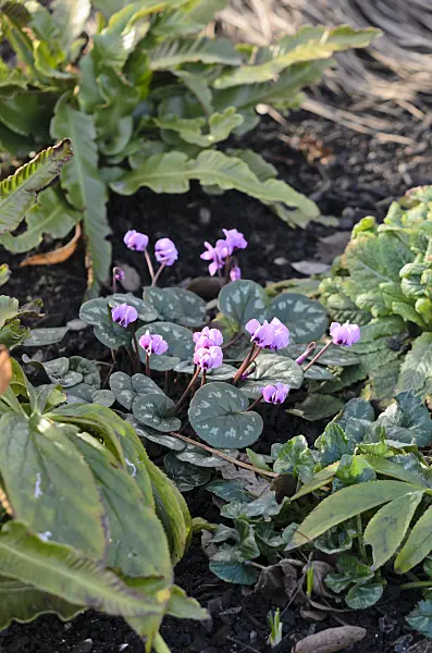 529116 - Cyclamen coum