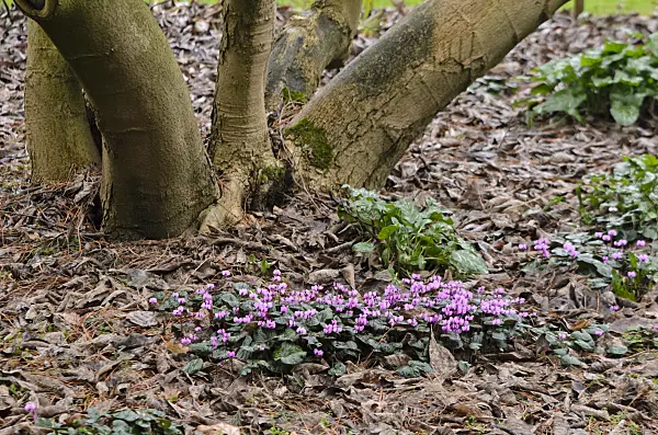 553029 - Cyclamen coum