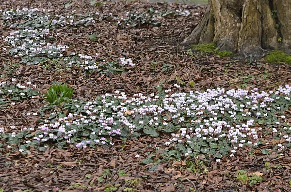 553039 - Cyclamen coum
