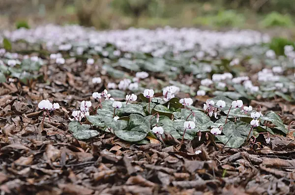 553040 - Cyclamen coum
