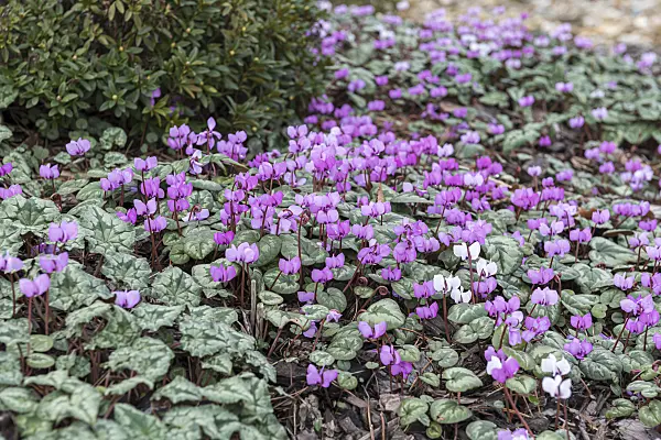 616380 - Cyclamen coum