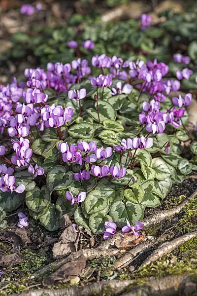 625179 - Cyclamen coum