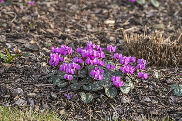 651205 - Cyclamen coum