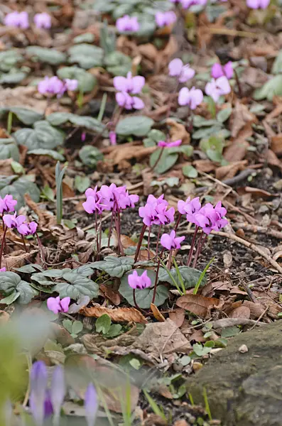 529145 - Cyclamen coum 'Silver Leaf'