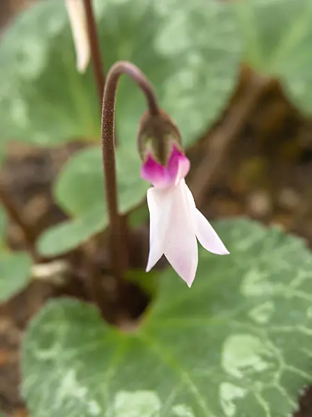 434022 - Cyclamen de Perse (Cyclamen persicum)