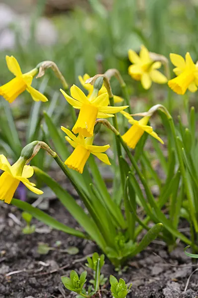 483100 - Cyclamen-flowered daffodil (Narcissus cyclamineus)