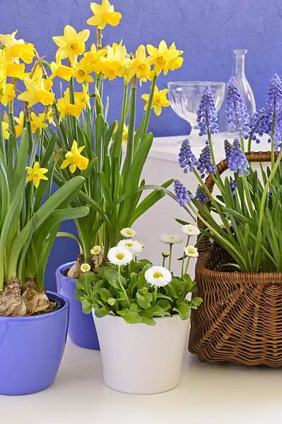 471150 - Cyclamen-flowered daffodil (Narcissus cyclamineus 'Tête à Tête'), Armenian grape hyacinth (Muscari armeniacum) and common daisy (Bellis perennis)