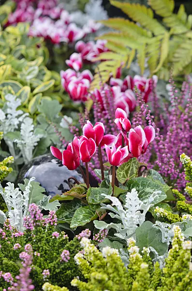 548038 - Cyclamen, silver groundsel (Senecio cineraria) and common heather (Calluna)