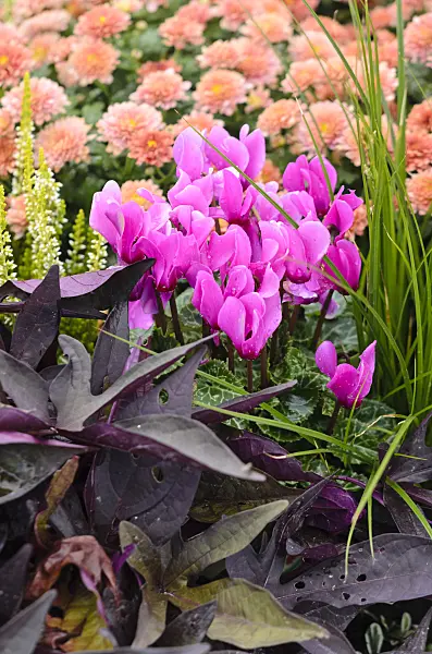 548040 - Cyclamen, sweet potato (Ipomoea batatas) and chrysanthemums (Chrysanthemum)