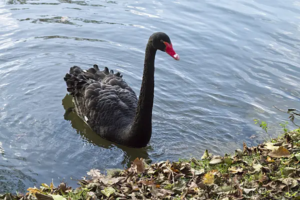 526059 - Cygne noir (Cygnus atratus)