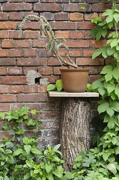 472206 - Cylindropuntia in front of a brick wall