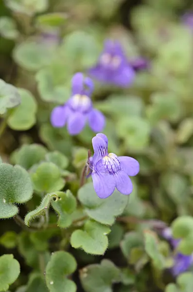 524140 - Cymbalaria pallida