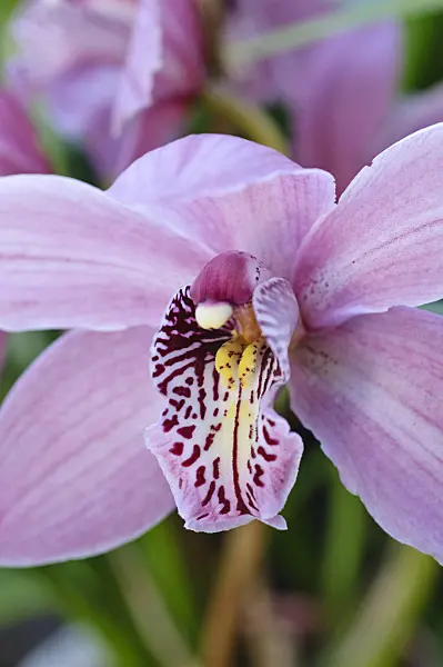 470112 - Cymbidium Passat