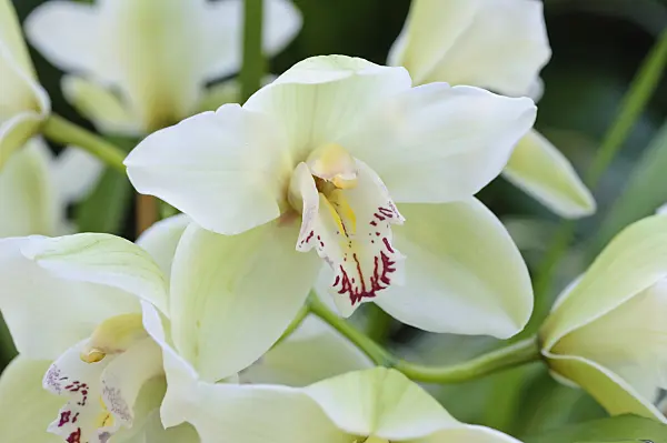 470113 - Cymbidium Samaerkand Montecito