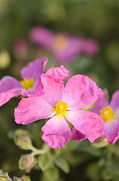 533293 - Cyme-flowered rock rose (Cistus cymosus)