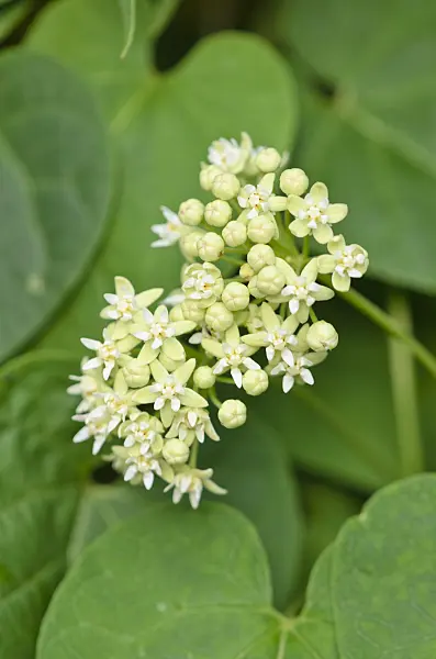 547357 - Cynanchum caudatum
