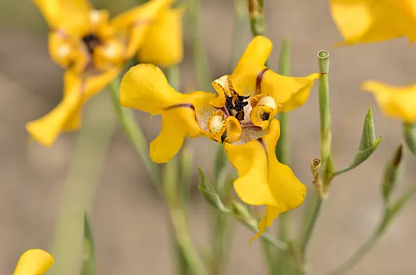 521167 - Cypella herbertii