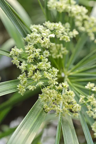 471082 - Cyperus à feuilles alternes (Cyperus alternifolius)