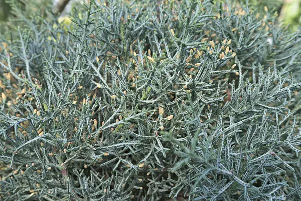 542003 - Cyprès de l'Arizona (Cupressus arizonica 'Fastigiata')