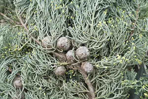 539004 - Cyprès de l'Arizona (Cupressus arizonica 'Glauca')