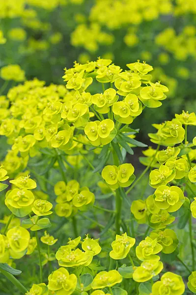 471227 - Cypress spurge (Euphorbia cyparissias)
