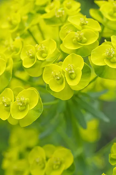 471228 - Cypress spurge (Euphorbia cyparissias)
