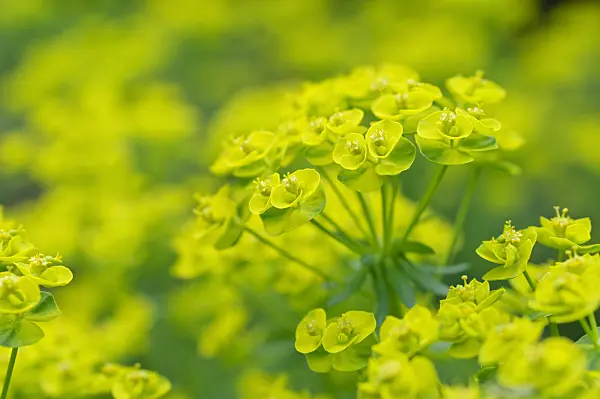 471229 - Cypress spurge (Euphorbia cyparissias)
