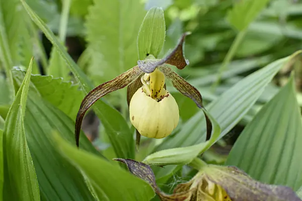568010 - Cypripède (Cypripedium Hank Small)