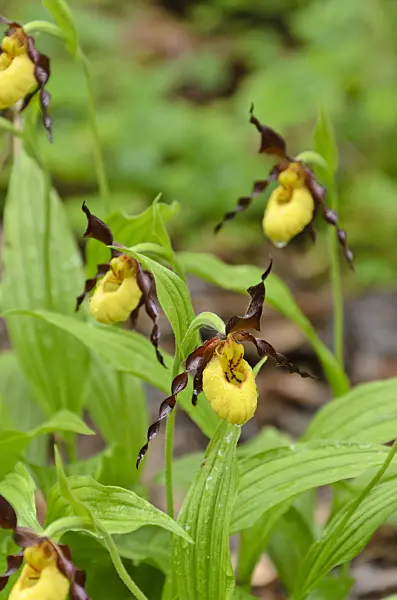 508054 - Cypripède soulier (Cypripedium parviflorum)