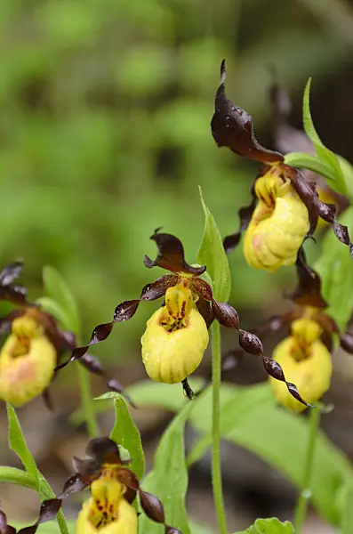 508055 - Cypripède soulier (Cypripedium parviflorum)