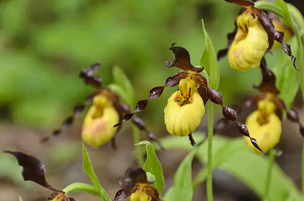 508056 - Cypripède soulier (Cypripedium parviflorum)