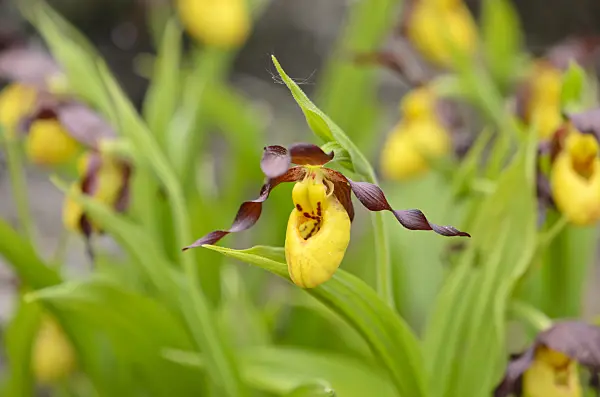 533005 - Cypripède soulier (Cypripedium parviflorum)