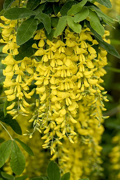 616250 - Cytise de Waterer (Laburnum x watereri 'Vossii')