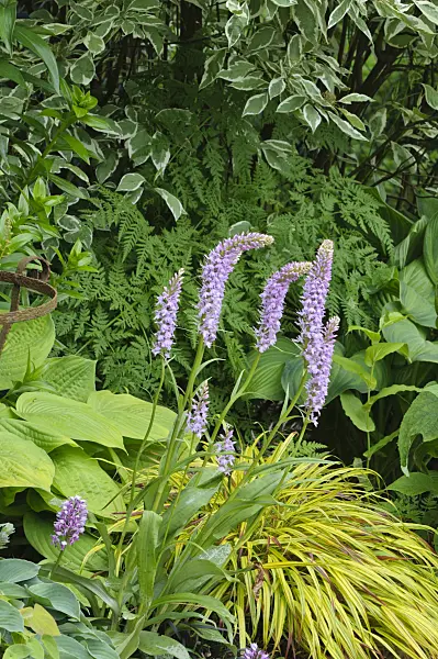 473105 - Dactylorhize tacheté (Dactylorhiza maculata)