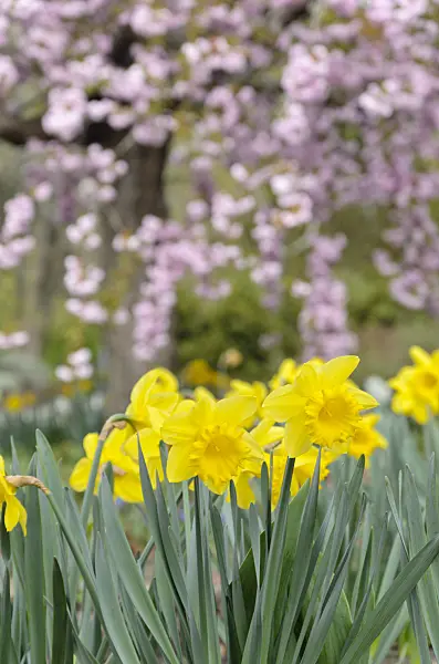 531042 - Daffodil (Narcissus)