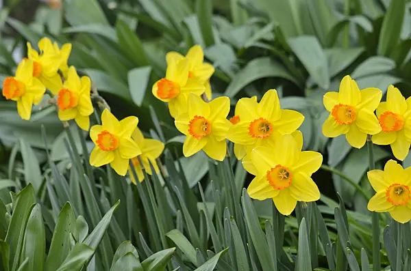 531045 - Daffodil (Narcissus Pinza)